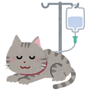 ミル動物病院９月コラム_老齢期の猫の健康管理について