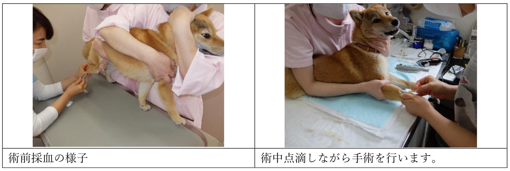 富士市のミル動物病院_避妊手術について